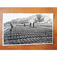 Fotografie tip Carte Postala, Voicu Nitescu, ministrul agriculturii 1933, necirculata