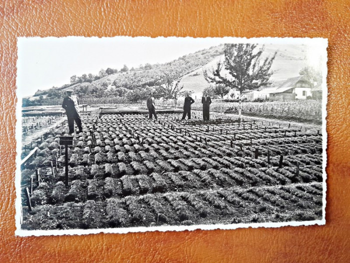 Fotografie tip Carte Postala, Voicu Nitescu, ministrul agriculturii 1933, necirculata