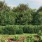 vidaXL Gard plasă de s&acirc;rmă, verde, 1,4x10 m, oțel galvanizat 154083