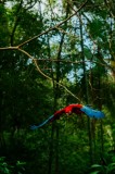 Tablou Canvas Macaw &icirc;n zbor prin pădurea tropicală, Artă Naturală, 26 x 39 cm, CMCLASS