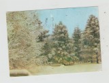 bnk cp Iasi - Gradina botanica - Aspect de iarna - circulata
