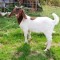Tap Boer deosebit