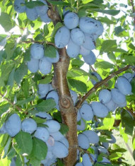Tuica de prune naturala 100%, facuta in cazan din cupru alimentar foto