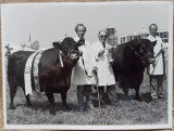 Vite din rasa British Friesians// fotografie de presa