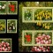 Romania 2006, LP 1716 + 1716 b, Lalele, serie + bloc de 6, MNH! LP 22,10 lei