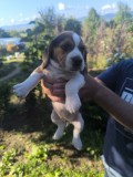 Beagle Suceava