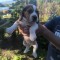 Beagle Suceava