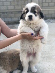 Ciobanesc Carpatin foto