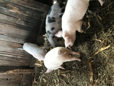 Purcei , soldani si porc de taiat foto