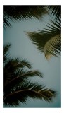 Tablou Canvas, "Frunze de palmier &icirc;n amurg liniștit", Frunze, Varfuri, Verde, Cer, Tropical, Palme, Senin, Relaxare, 26 x 39 cm, CMCLASS
