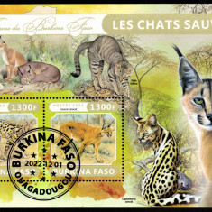 BURKINA FASO 2022 - Fauna africana, Feline salbatice /colita