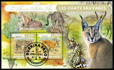 BURKINA FASO 2022 - Fauna africana, Feline salbatice /colita foto