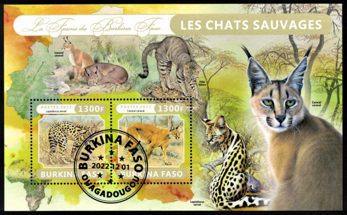 BURKINA FASO 2022 - Fauna africana, Feline salbatice /colita