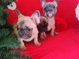 Disponibil pui de bulldog francez cu pedigree