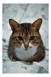 Tablou Canvas, "Pisica &icirc;nțeleaptă meditează tăcută", Nu știu cine este &icirc;n imagine, dar este un animal adorabil., 26 x 39 cm, CMCLASS
