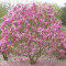 Magnolia susan (Magnolia Susan)