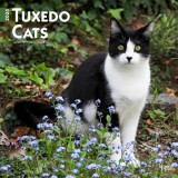 Tuxedo Cats 2024 Square