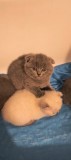 Puiuti scottish fold
