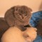 Puiuti scottish fold