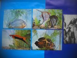 HOPCT LOT NR 501 PESTI DIN ACVARIUL CONSTANTA-CT-5 CARTI POSTALE-NECIRCULATE