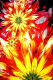 Covor Modern, Kolibri Flower, Diferite Dimensiuni, Multicolor - 160x230 cm