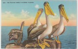 Statele Unite ,Pelicani - Florida , Fauna
