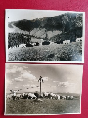 Cu oile la munte / etno foto