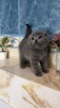 Scottish Fold