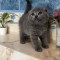 Scottish Fold