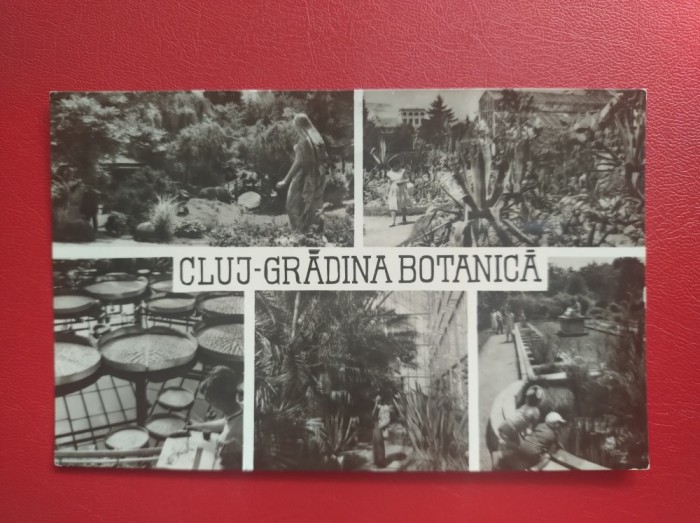 CARTE POSTALA - RPR - CLUJ - GRADINA BOTANICA