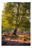 Tablou Canvas pe lemn cu scenă naturală și lumină, 26 x 39 cm, CMCLASS