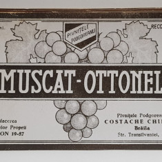 MUSCAT - OTTONEL , ETICHETA PENTRU STICLA , 1942