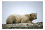 Tablou Canvas, "Urs polar odihnindu-se pe ghețar", Nu pot să identific cine este &icirc;n imagine, dar este un urs polar culcat pe suprafața sa obișnuită.,