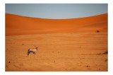 Tablou Canvas, "Oryx solitar &icirc;n deșertul arid", Tranquilitate, Pustiu, Căldură, Singurătate, Peisaj, Ariditate, Contrast., 39 x 26 cm, CMCLASS