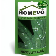 Pulbere naturala impotriva musculitei albe