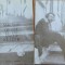 Matei Visniec, Orasul cu un singur locuitor1982, editia 1 cu dedicatie si autograf