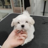 Bichon Maltez Rasa Pura