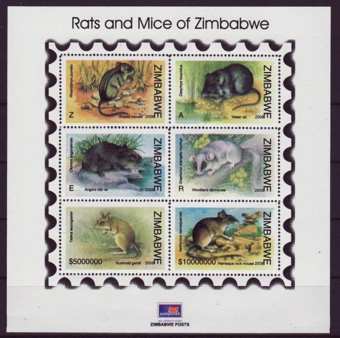 ZIMBABWE 2008 FAUNA ANIMALE ROZATOARE SOARECI
