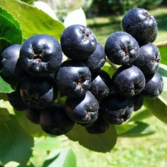 Aronia foto