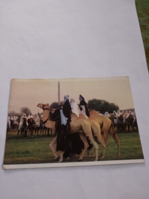 Carte postala camile foto