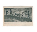 1917/1918 - Carte postala militara, prizonier roman liberat, lucrandu-si pamantul