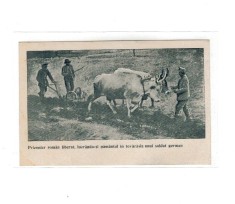 1917/1918 - Carte postala militara, prizonier roman liberat, lucrandu-si pamantul