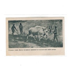 1917/1918 - Carte postala militara, prizonier roman liberat, lucrandu-si pamantul