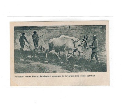 1917/1918 - Carte postala militara, prizonier roman liberat, lucrandu-si pamantul foto