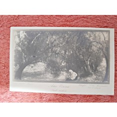 Carte postala, reproducere dupa tabloul Sub Salcii/artur Verona, 1923