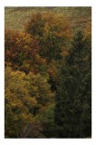 Tablou Canvas Peisaj Pădure Toamnă Culoare Natură Rustic, 26 x 39 cm, CMCLASS