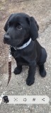 Labrador Retriever Negru,1 Femela ,schema completa de vaccinare,cip,disponibila imediat