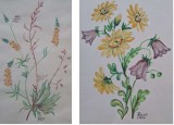T. Huchs-"Flori", două acuarele pereche (1956)