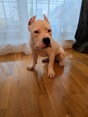 American bully cu pedigree foto