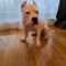 American bully cu pedigree